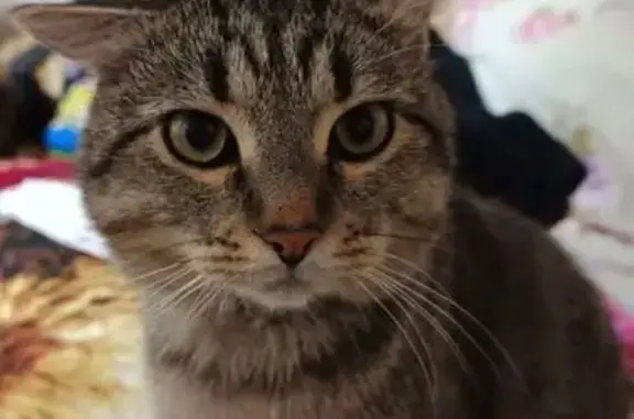 Пропал кот Тиша, ул. Барнаульская, 2