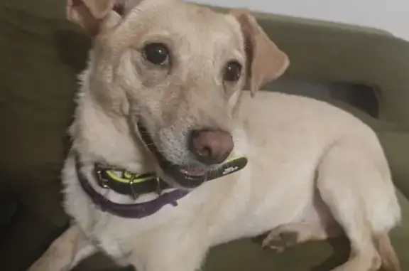 Собаки потеряшки, Санкт-Петербург, фото: Потеряшка собака Чоки, ул. Руднева, 4