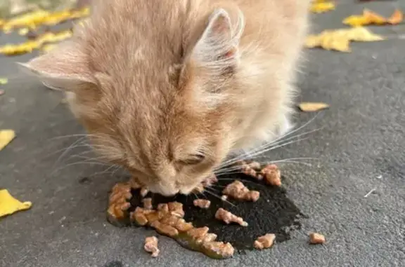 Найдена кошка, Владимир, фото: Кошка найдена: Перекопский городок, 2