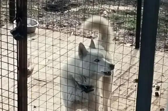 Собаки потеряшки, Тамбов, фото: Потеряшка собака, Прямая ул. 23, Тамбов