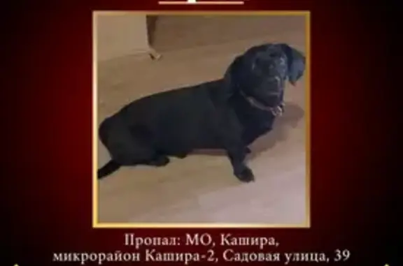 Пропала собака, Садовая ул. 39к1, Кашира