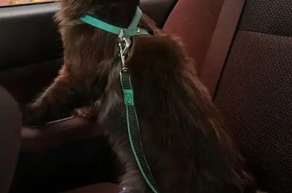 Пропал мейн кун, Плеханова 136, Тула