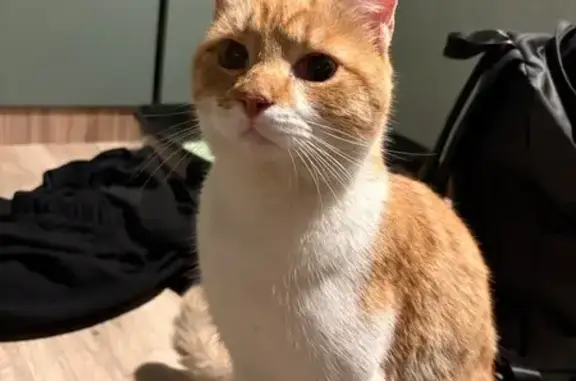 Найдена кошка, Псков, фото: Кошка найдена в Финском парке, ул. Поземского