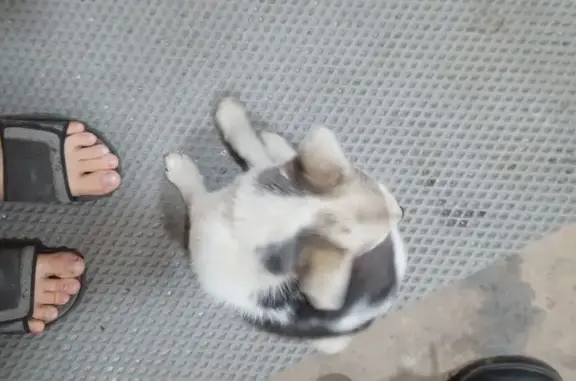 Найденные животные Кемеровская область, фото: Собака найдена, Новокузнецк, Кемерово