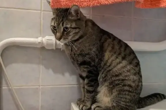 Кошки потеряшки, Москва, фото: Потеряшка кошка Бася, Таможенный проезд, 10