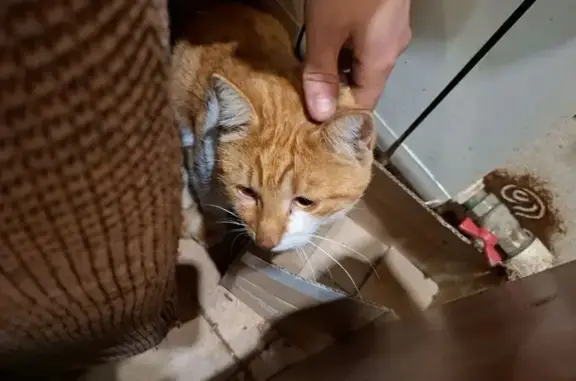 Найдена кошка, Санкт-Петербург, фото: Кошка найдена: ул. Чудновского, 1, СПб