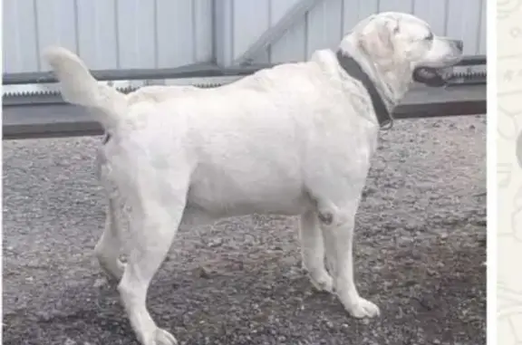 Пропала собака, пр. Развития, Томск