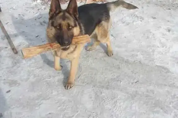 Пропала собака, ул. Бутина, Чита