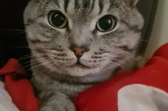 Кошки потеряшки, Красноярск, фото: Потеряшка кошка, Красноярск, р-н Удачный