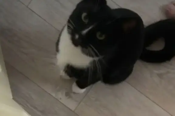 Кошки потеряшки, Ульяновск, фото: Потеряшка кошка, Самарская 27 к2, Ульяновск