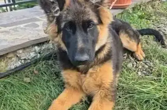 Пропала овчарка, Туристская 81, Крск