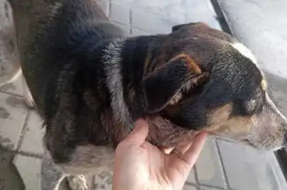 Найдена собака, Омская область, фото: Собака найдена на АЗС в Азово, Омская область