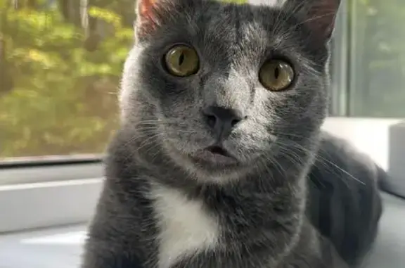 Пропала кошка, Советская ул., Красногорск