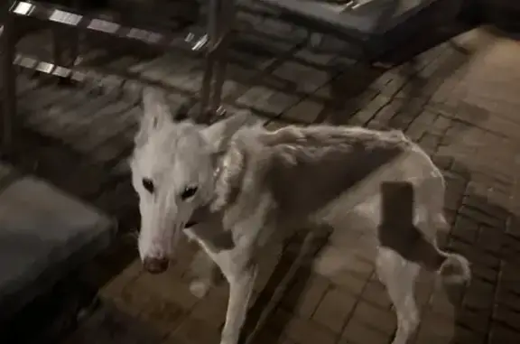 Найдена собака, Ядринцева, Барнаул