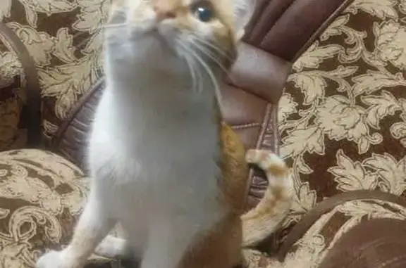 Кошка найдена: пр. Курако, 15а/3, Новокузнецк