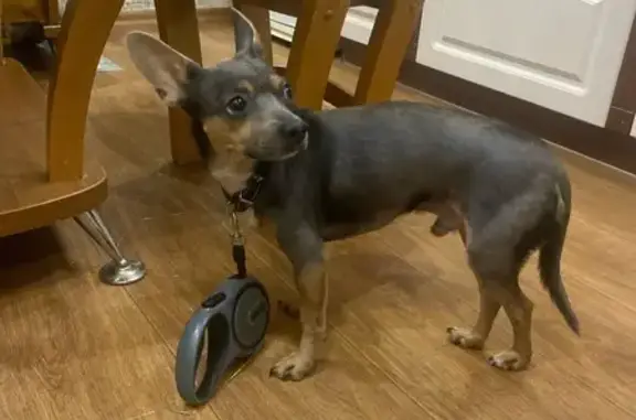 Найдена собака, Нефтеюганск, фото: Собака найдена в подъезде 11, Нефтеюганск