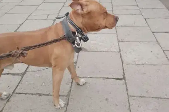 Найдена собака, Иркутск, фото: Стаффорд найден на Байкальской, 108, Иркутск