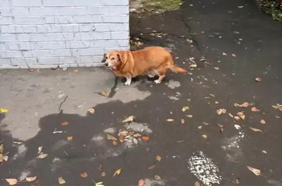 Такса у подъезда 6, Некрасова 18, Реутов