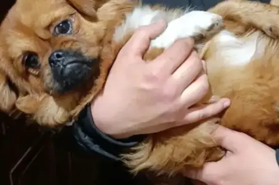 Найдена собака Патрик, Шадринск, набережная