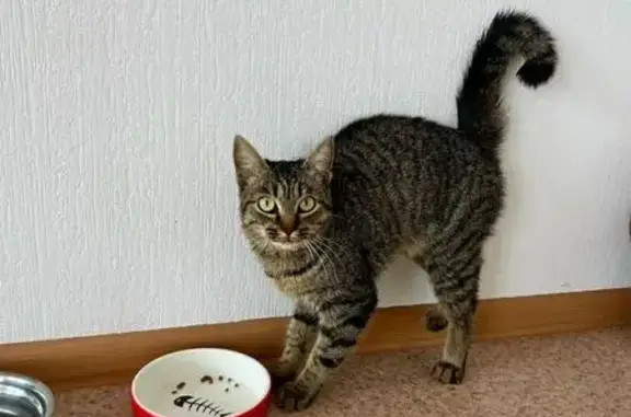 Кошка найдена у гостиницы, пр. Ленина, 24