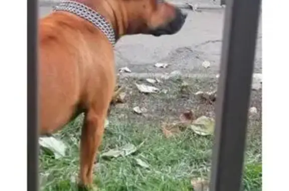 Найдена собака, Напольная ул. 53, Иркутск