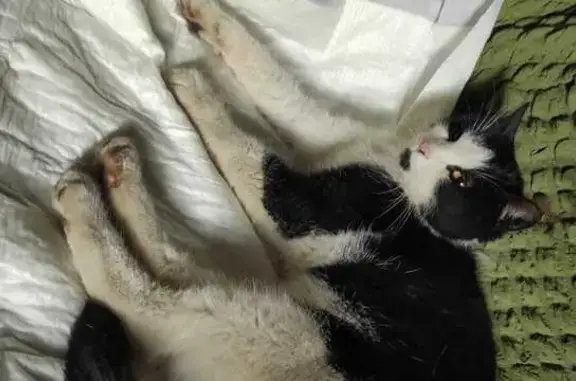 Найдена кошка, Верхняя Пышма, фото: Кошка найдена у роддома, Менделеева, В.П.