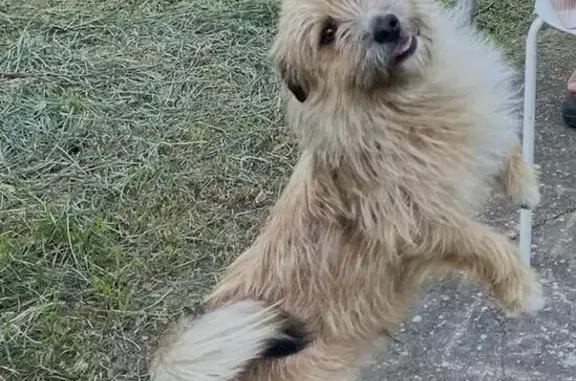 Пропала собака на Бершанской, 21/1