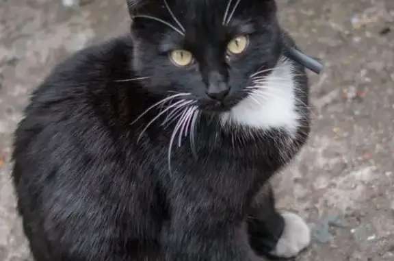 Найдена кошка, Абакан, фото: Кошка найдена: пр. Ленина, 21, Абакан