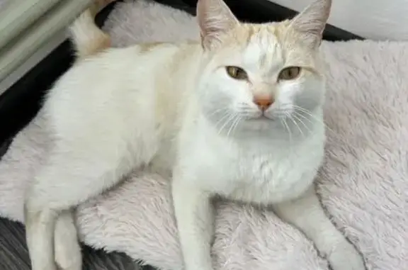 Кошка найдена на ул. Октябрят, 29, Барнаул