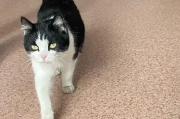 Найдена кошка, Барнаул, фото: Кошка найдена у Колизея, Красноармейский 36