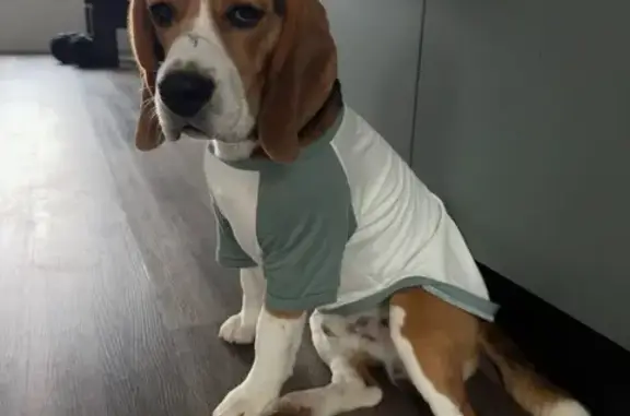 Собаки потеряшки, Карлук, фото: Потеряшка бигль в лесу парка Карлук, Иркутск