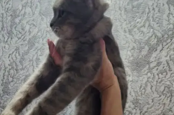 Найдена кошка, Линёво, фото: Кошка найдена: Весенняя ул, 8, Линёво