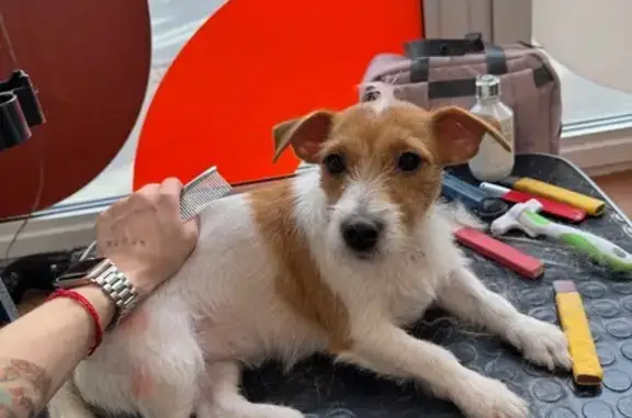 Пропала собака, ул. Турку, 26 к2, СПб