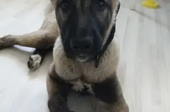 Собаки потеряшки, , фото: Потеряшка собака, Гаражный пер., 1, Горка