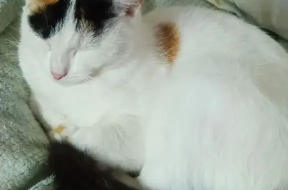 Пропала кошка, ул. Полярников, Артёмовский