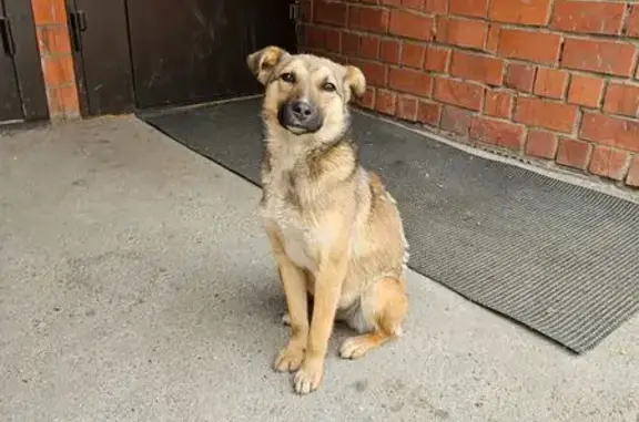 Щенок найден: Амурский проезд, 2, Иркутск