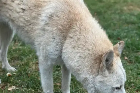 Собака найдена: ул. Дзержинского, 14А, Казань