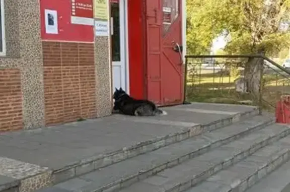 Найдена собака, Оренбург, фото: Хаски найдена: Амбулаторная 8, Оренбург
