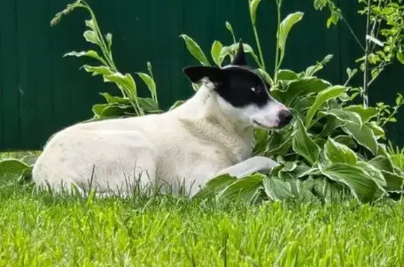 Собаки потеряшки, Ленинградская область, фото: Потеряшка собака в Бегуницах, Ленобласть
