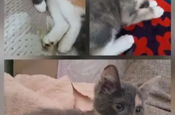 Пропала кошка в районе Палиевских дач