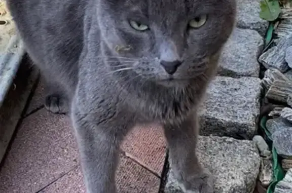 Найдена кошка, Зеленоградск, Променад