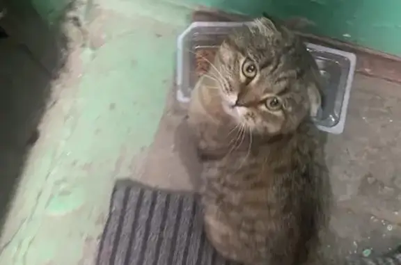 Найдена кошка, Энгельс, фото: Кошка найдена: ул. Халтурина, 8, Энгельс