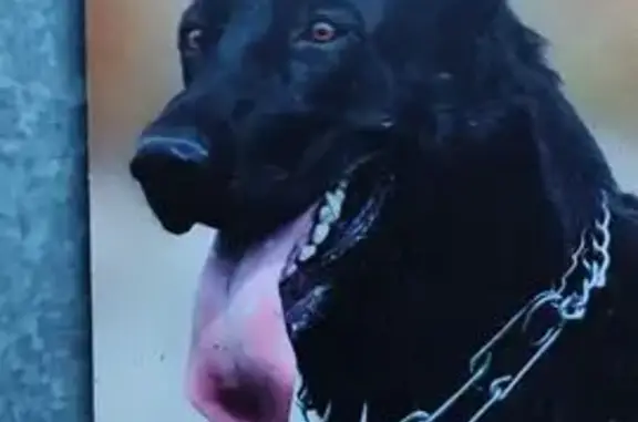 Собаки потеряшки, , фото: Потеряшка собака, Шоссейная ул., Новая Слобода