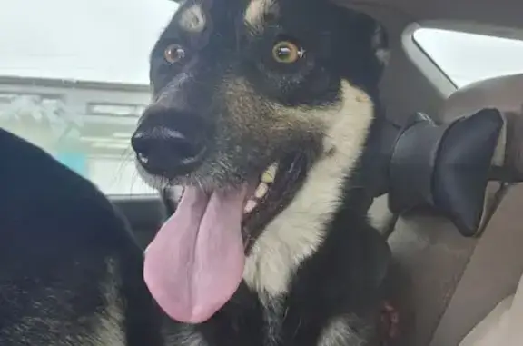 Найдена собака, Сотниковское, фото: Собака найдена у 