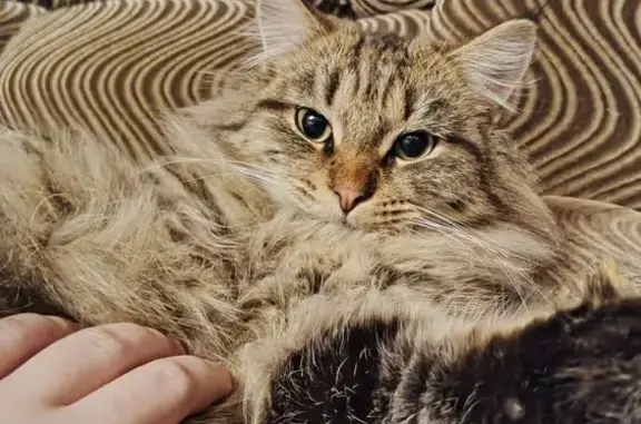 Пропала кошка, ул. Куйбышева 17, Тавда