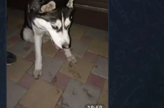 Собака найдена: Центр. ул., 55А, Ставрополь