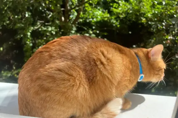 Пропала кошка, Донбасская ул. 85, Михнево