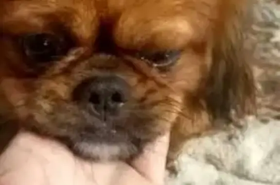 Найдена собака, Мыски, фото: Собака найдена: Центр. ул., 63, Мыски