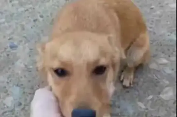 Собаки потеряшки, Кропоткин, фото: Потеряшка рыжая собака, Авиационная ул.