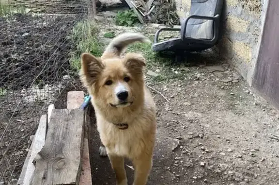 Собаки потеряшки, Симферополь, фото: Потеряшка собака на Федотова, 54, Симферополь